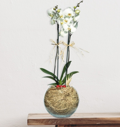 spathyllum Çiçeği & Ürünü Cam Fanusta 2 Dal Beyaz Orkide Çiçeği 