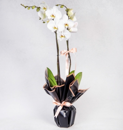 guzmania funicular Çiçeği & Ürünü Çiftli Beyaz Phalanopsis Orkide 