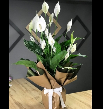 saksıda beyaz spatifilyum Çiçeği & Ürünü Büyük Spatilyum Çiçeği 