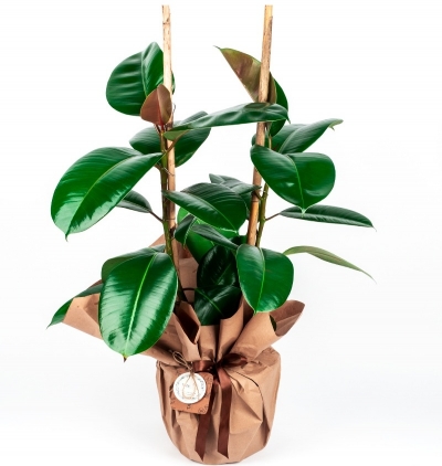 seni seviyorum 5'li kırmızı gül buketim Çiçeği & Ürünü Ficus Elastica (Kauçuk Çiçeği) 