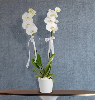 cam fanusta 2 dal beyaz orkide Çiçeği Çiçeği & Ürünü 2 Dal Beyaz Orkide Çiçeği-299TL 