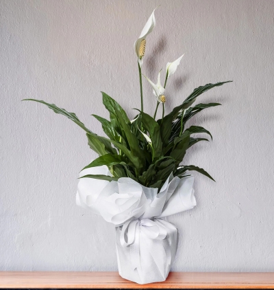 Şeflera 2li büyük boy Çiçeği & Ürünü Saksıda Beyaz Spatifilyum 