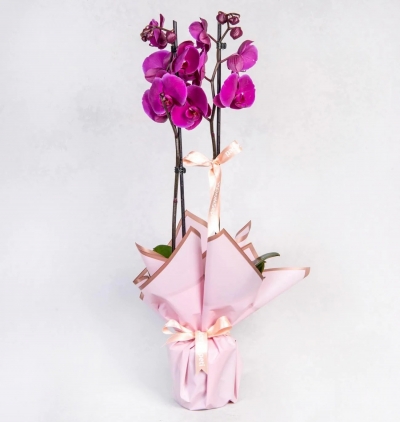 tekli beyaz phalanopsis orkide-250tl Çiçeği & Ürünü Çiftli Mor Orkide-299TL 