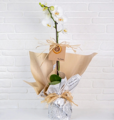schefflera (Şeflera) bitkisi Çiçeği & Ürünü ViaBonte-Fairies and White Orchids 