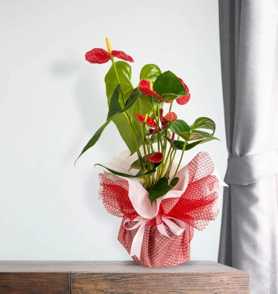 viabonte-everlastingly elegant Çiçeği & Ürünü Kırmızı Antoryum Saksı Çiçeği 
