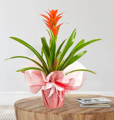 Çiçek sözü Çiçeği & Ürünü Kırmızı Guzmania Çiçeği 