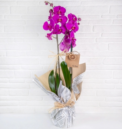 viabonte-white sylphs and orchids Çiçeği & Ürünü ViaBonte-Pixies and Orchids 