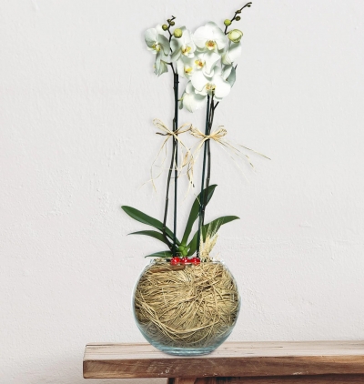 viabonte-love garden bouquet Çiçeği & Ürünü Cam Fanusta 2 Dal Beyaz Orkide Çiçeğim 