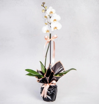cam fanusta 2 dal beyaz orkide Çiçeğim Çiçeği & Ürünü Tekli Beyaz Phalanopsis Orkidem 
