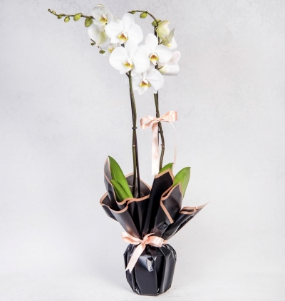 cam fanusta 2 dal beyaz orkide Çiçeği Çiçeği & Ürünü Çiftli Beyaz Phalanopsis Orkide-299TL 