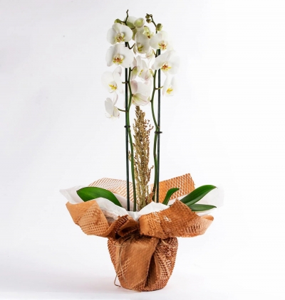 kırmızı antoryum saksı Çiçeği Çiçeği & Ürünü Wrap Serisi 2 Dal Beyaz Orkide-299TL 