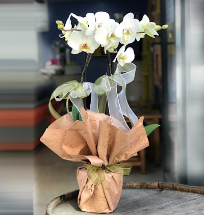cam fanusta 2 dal beyaz orkide Çiçeğim Çiçeği & Ürünü Çiftli Beyaz Phalanopsis Orkidem 