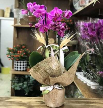 viabonte-the rarest bouquet Çiçeği & Ürünü Wrap Serisi 2 Dal Mor Orkide 