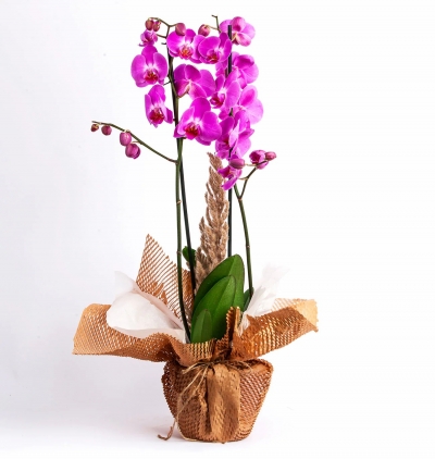 viabonte-everlastingly elegant Çiçeği & Ürünü Wrap Serisi 2 Dal Mor Orkide 