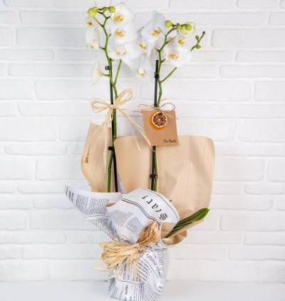guzmania funicular Çiçeği & Ürünü White Sylphs and Orchids 