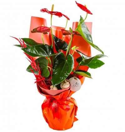 viabonte-amazing love Çiçeği & Ürünü Anthurium Fever 