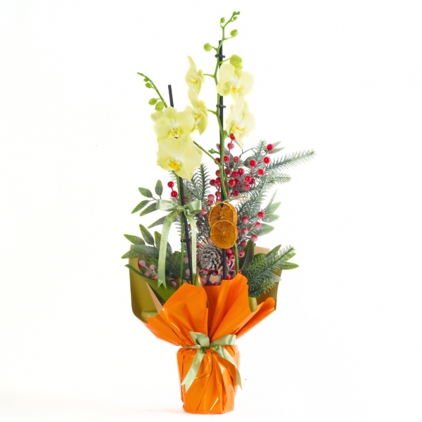 afşin çiçekçi Honey Festive Orchid (Sarı Orkide)