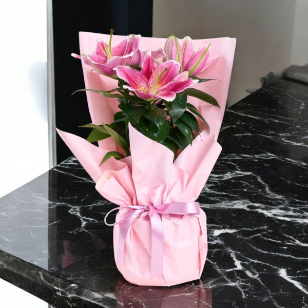  Pembe Buket Kağıtlı Saksıda Lilyum