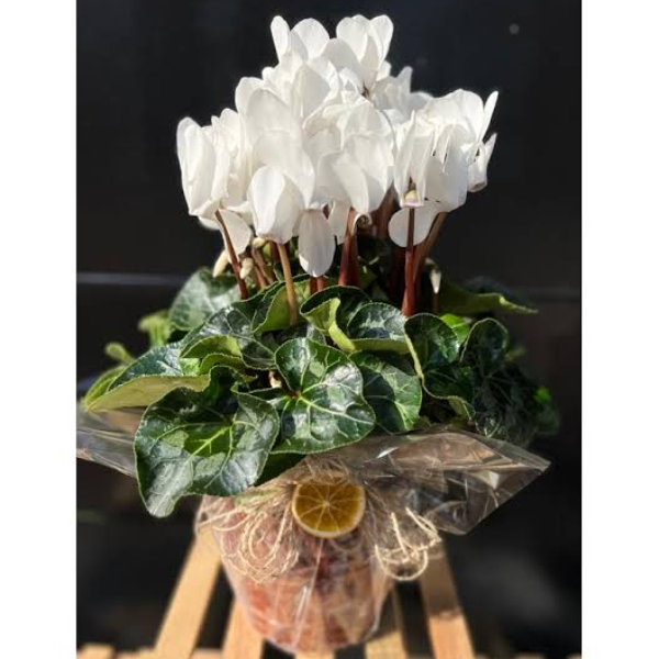  Afşin Çiçek Siparişi Cyclamen Gift (Sıklamen Çiçeği Beyaz)