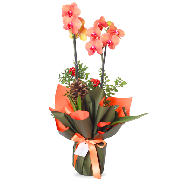  afşin çiçekçiler Santa's Favorite Coral (Ateş Orkide Aranjmanı)