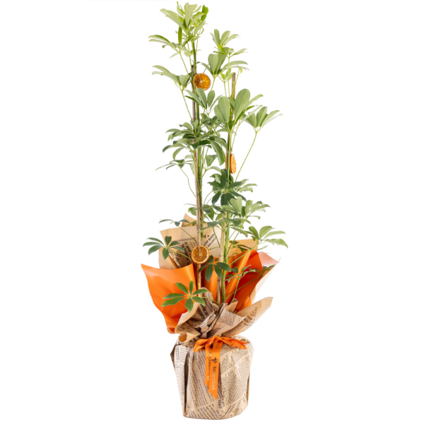 afşin çiçekçi Emerald Canopy Schefflera Çiçeği