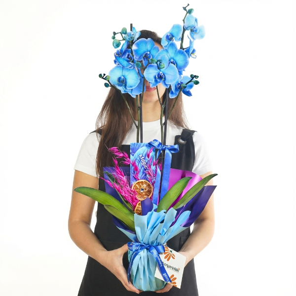  afşin çiçekçilik Ocean Blossom Mavi Orkide Aranjmanı