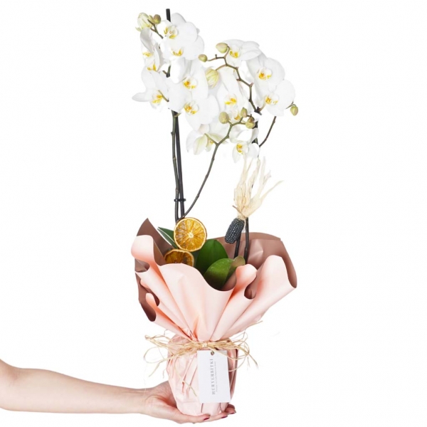  afşin çiçekçilik Pink Clouds (2 Dallı Beyaz Orkide Aranjmanı)
