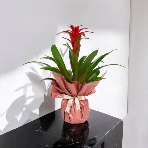 Afşin Çiçekçi Buketli Saksıda Guzmania Çiçeği