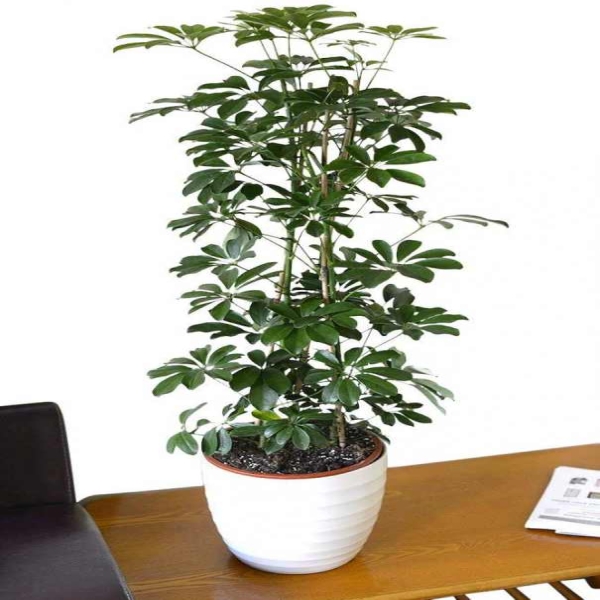  Afşin Kuruyemiş ŞEFLERA BİTKİSİ -Schefflera Arboricola 2 Gövdeli-100cm