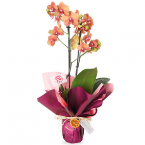  afşin çiçekçiler Coral Orchid Gift (Ateş Orkide Aranjmanı)