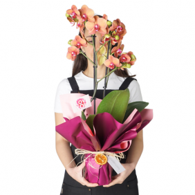  afşin çiçekçiler Coral Orchid Gift (Ateş Orkide Aranjmanı)