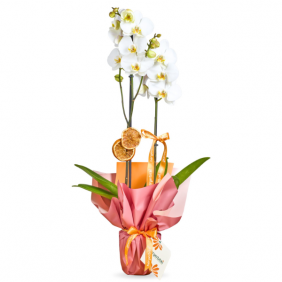  afşin çiçekçiler Crystal Orchid (2 Dallı Beyaz Orkide)
