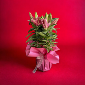  Afşin Organizasyon Saksıda Canlı İthal Büyük Lilyum Çiçeği