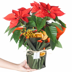  afşin çiçekçiler Red Majesty Poinsettia (Atatürk Çiçeği)