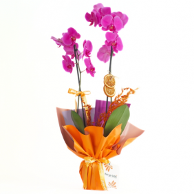  afşin çiçek sepeti Vibrant Purple Orchid (Mor Orkide)