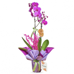  afşin çiçekçiler Blooming Orchid (Mor Orkide)