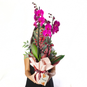  afşin çiçek sepeti Festive Purple Orchid (Mor Orkide)