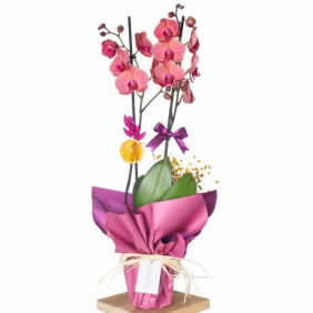  afşin çiçekçilik Magenta Coral Orchid (Ateş Orkide Aranjmanı)