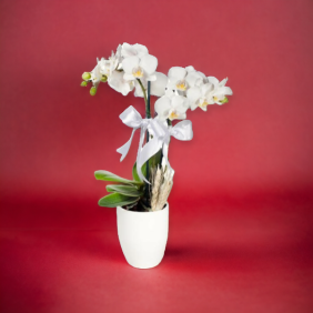 Afşin Çiçekçi Canlı Mini Orkide Beyaz 