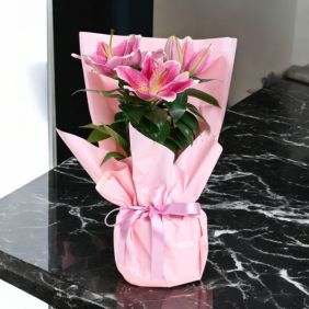  Pembe Buket Kağıtlı Saksıda Lilyum