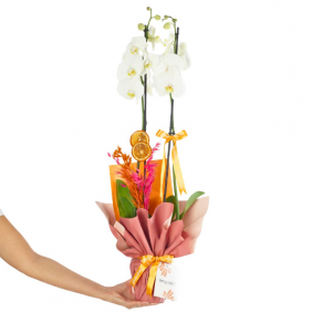 afşin çiçekçi Elegant White Orchid (Beyaz Orkide)