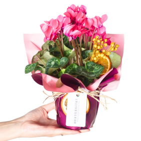 afşin çiçekçi Pembe Sıklamen Çiçeği