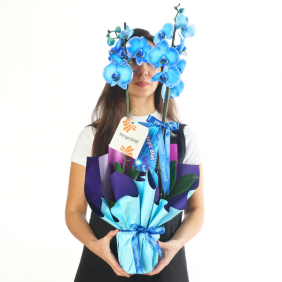  afşin çiçekçilik Perfect Blue (Mavi Orkide)