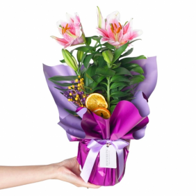  afşin çiçekçilik Purple Lilium Gift (Hediye Kokulu Lilyum Çiçeği)