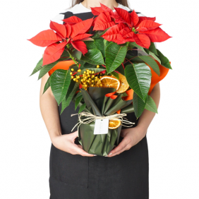  afşin çiçekçiler Red Majesty Poinsettia (Atatürk Çiçeği)