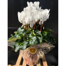  Afşin Çiçek Siparişi Cyclamen Gift (Sıklamen Çiçeği Beyaz)