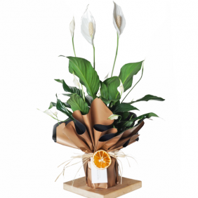  afşin çiçekçiler Spathiphyllum Gift (Barış Çiçeği)