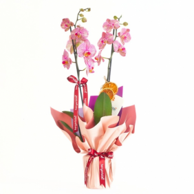  afşin çiçekçilik Charming Coral Orchid (Ateş Orkide)