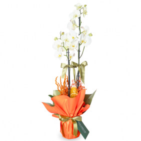  afşin çiçek Celebrate Orchid (Beyaz Orkide Aranjmanı)