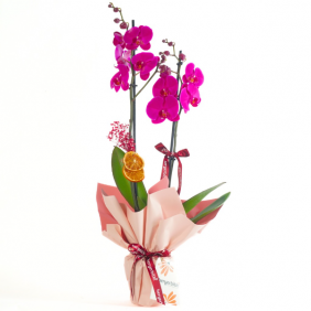  afşin çiçek sepeti Elegant Purple Orchid (Mor Orkide)